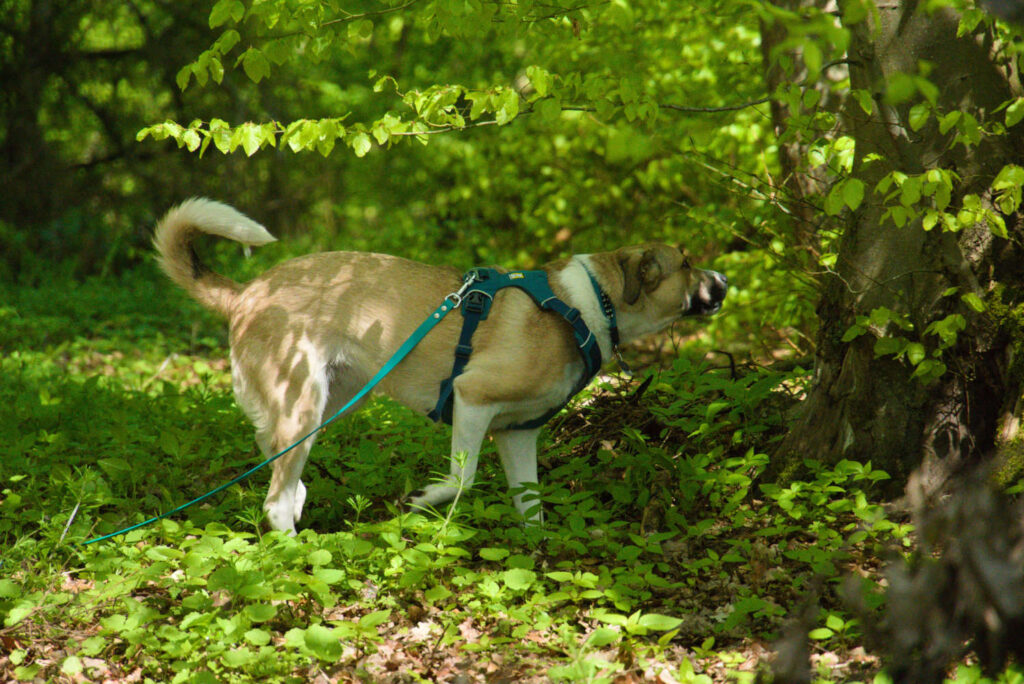 Fährtensuche im Wald
