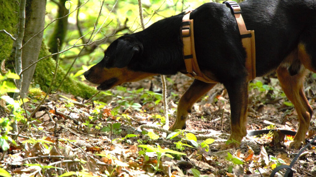 konzentrierter Hund im Wald
