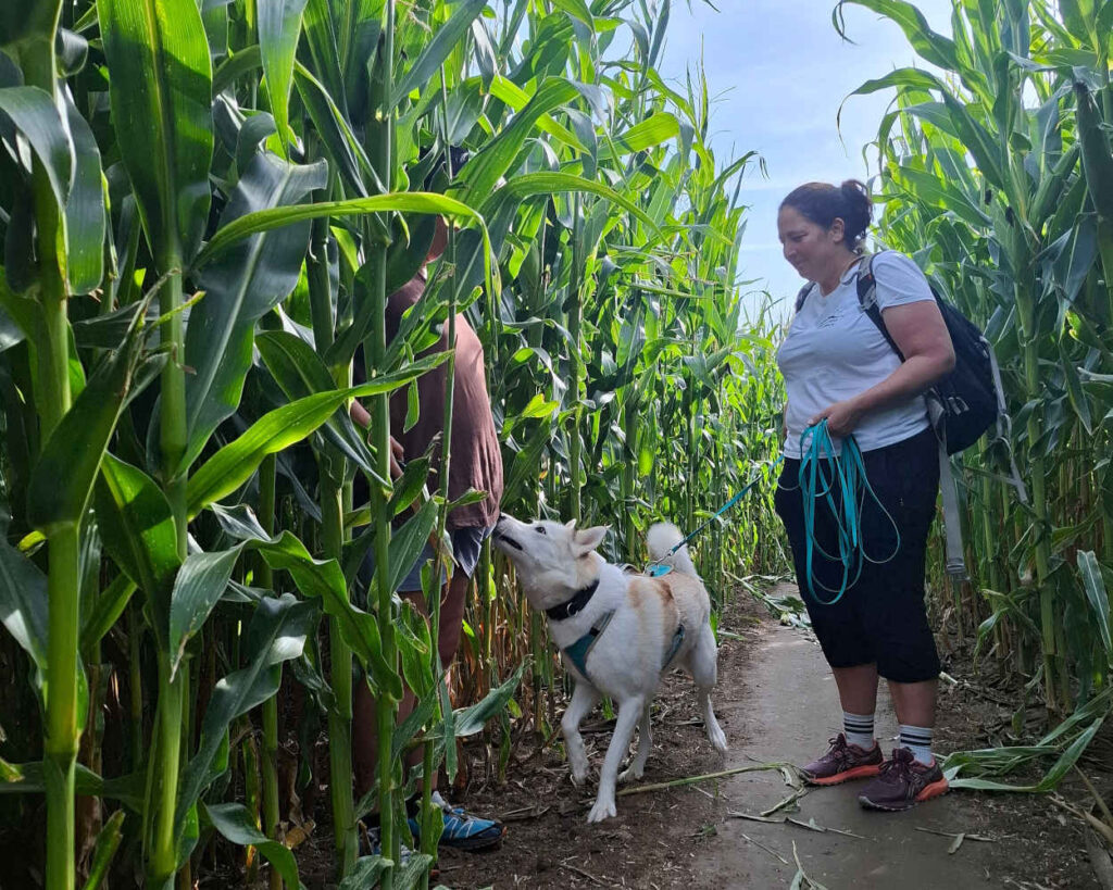 Laika im Maislabyrinth