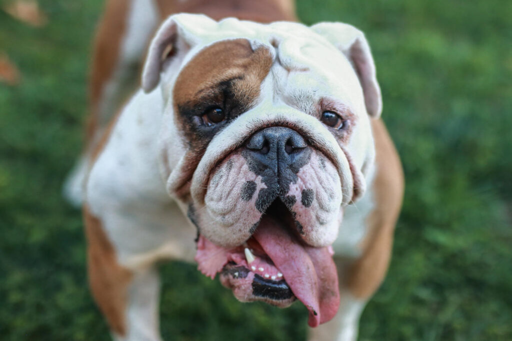 Englische Bulldogge mit Nasenfalten