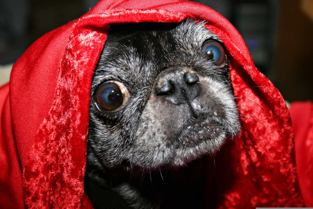 brachycephaler Hund mit hervortretenden Augen