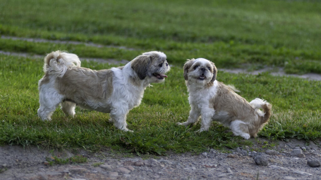 Lhasa Apso