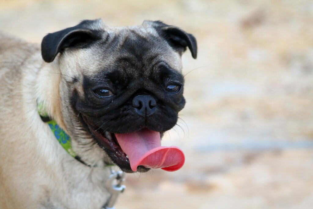 Mops hechelt im Sommer