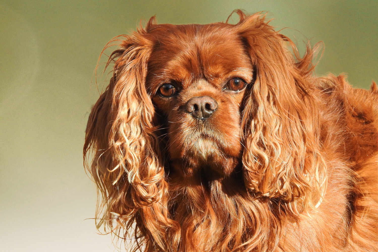 Spaniel Brachyzephalie