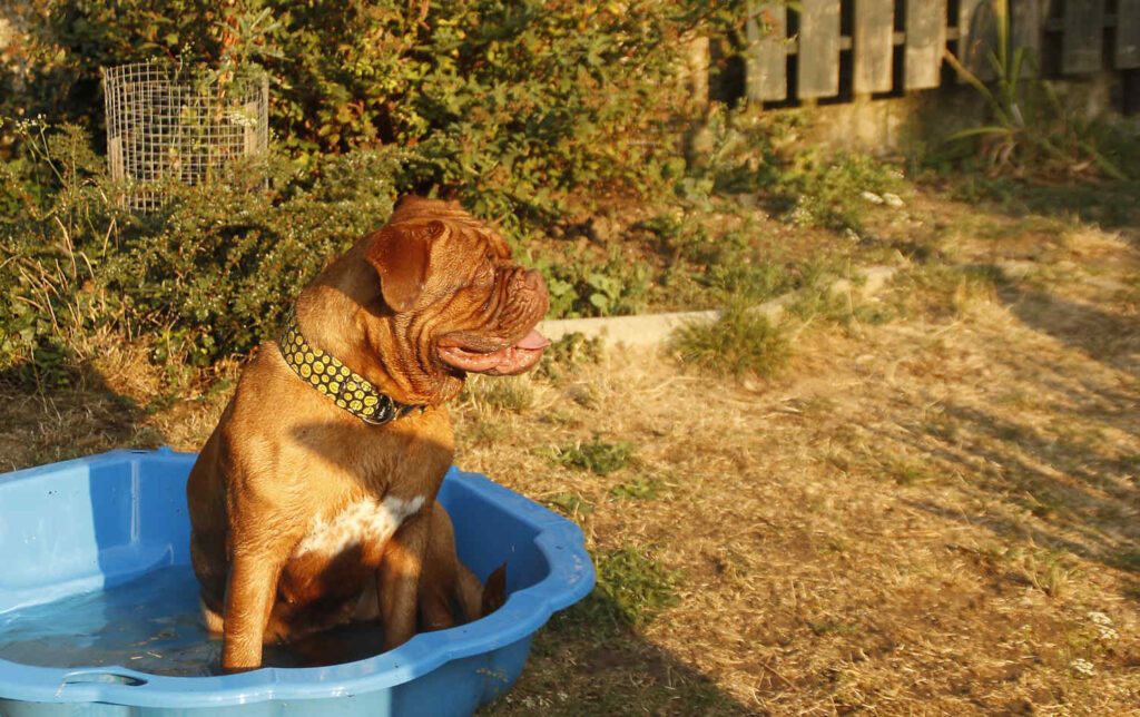 Bordeauxdogge im Wasser