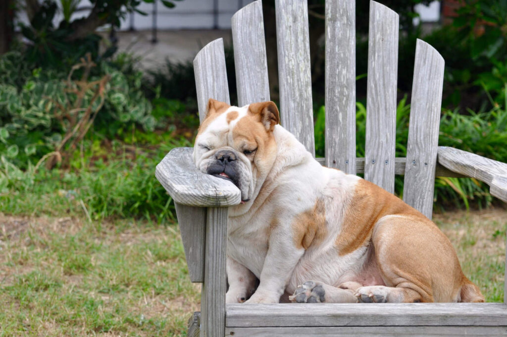 englische Bulldogge schläft auf einem Stuhl