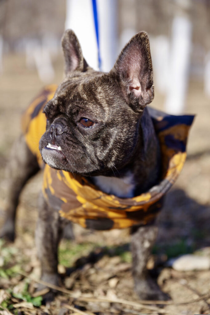 französische Bulldogge mit Unterbiss